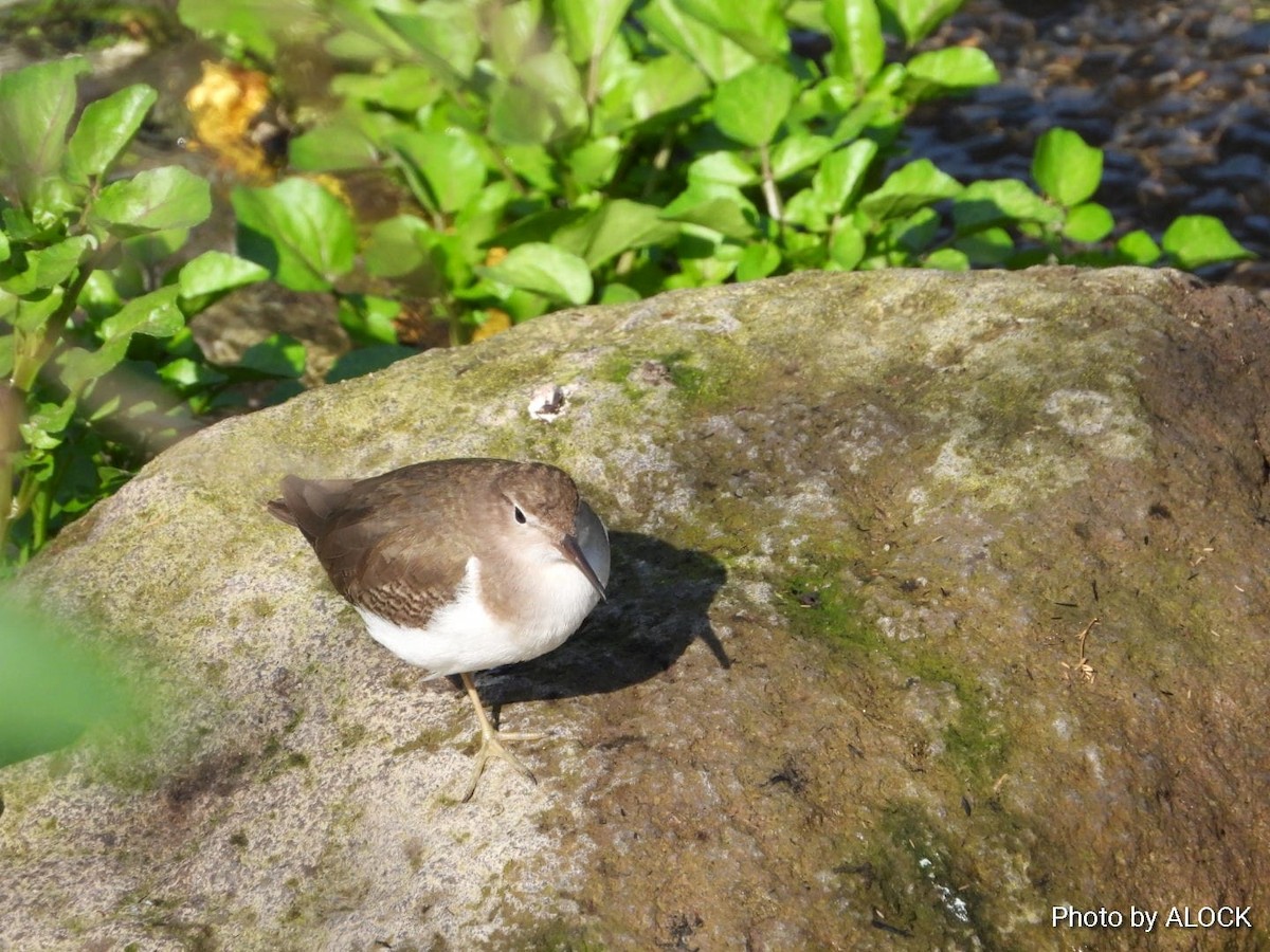 Spotted Sandpiper - Gabriel Josué González Ocampo