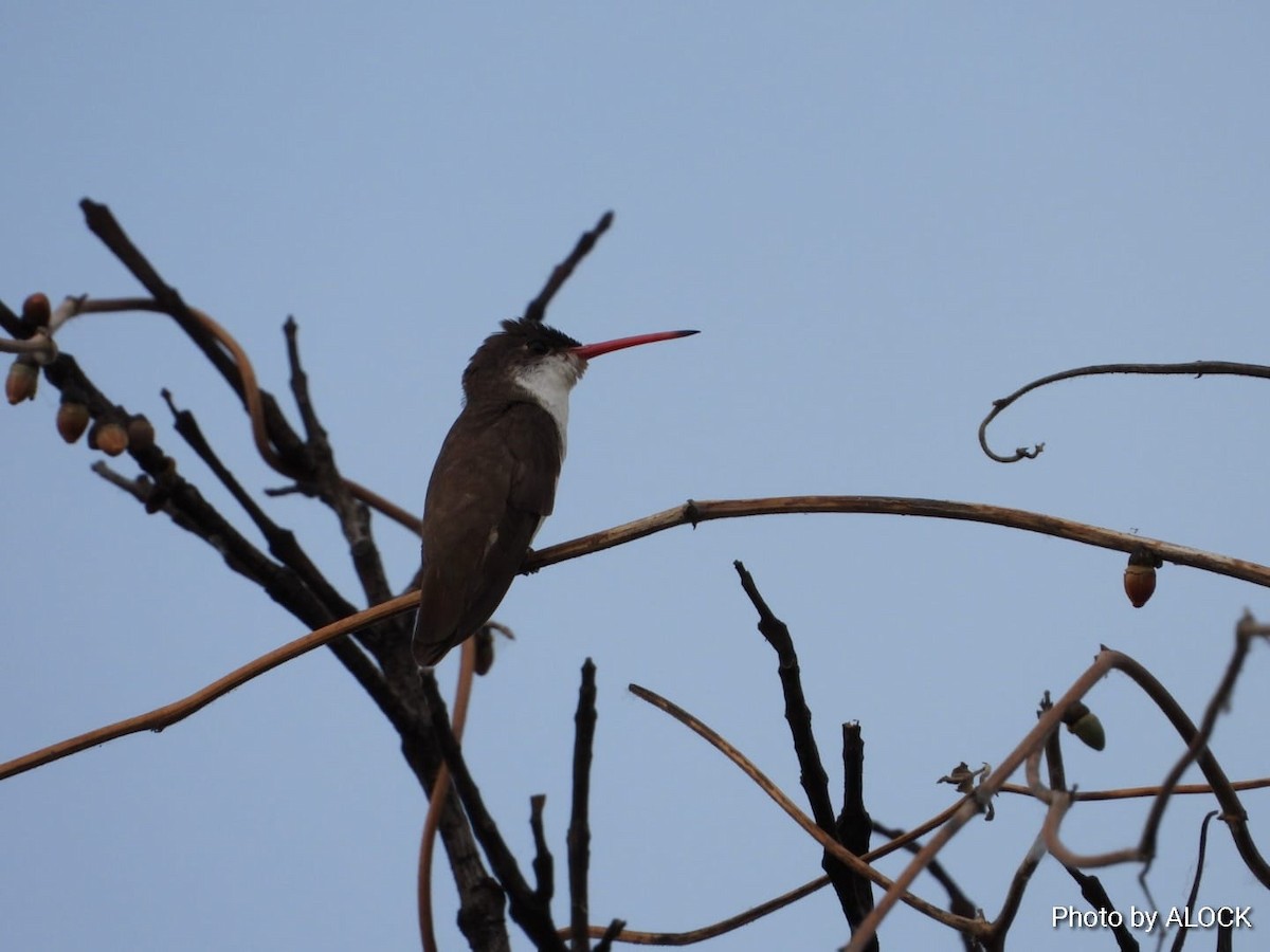 Violet-crowned Hummingbird - ML612293012