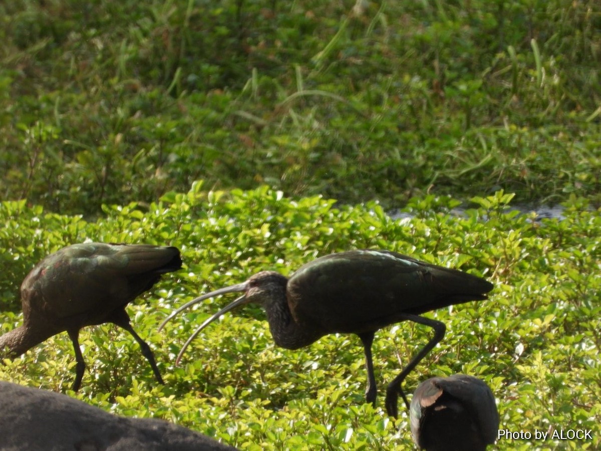 White-faced Ibis - ML612293044