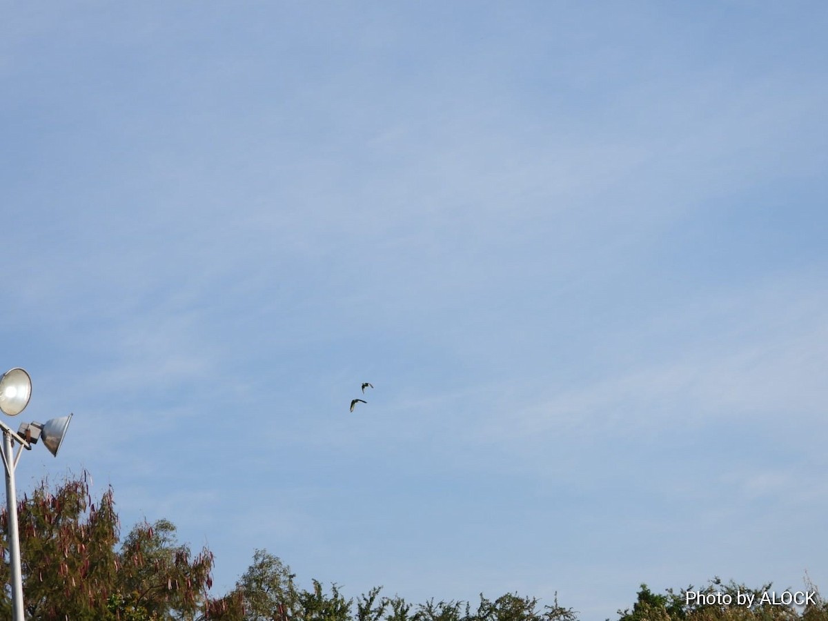 White-fronted Parrot - ML612293046