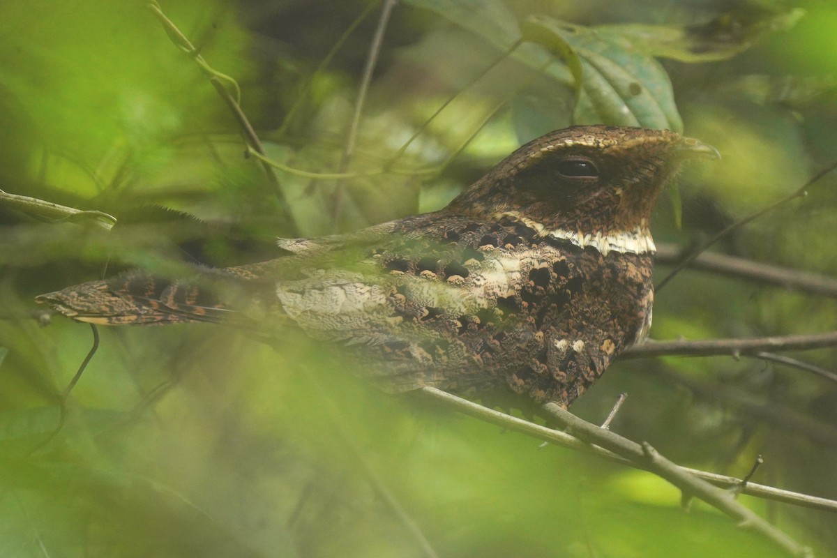 Rufous Nightjar - ML612293060