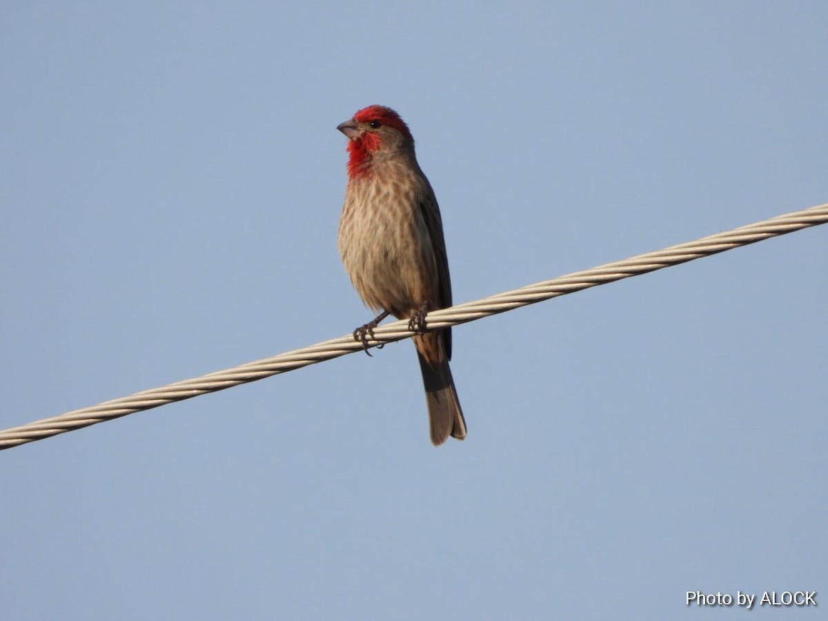 House Finch - ML612293069