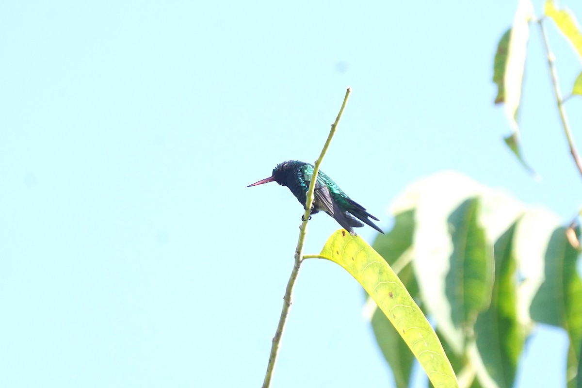 Red-billed Emerald - Luis Carlos García Mejía