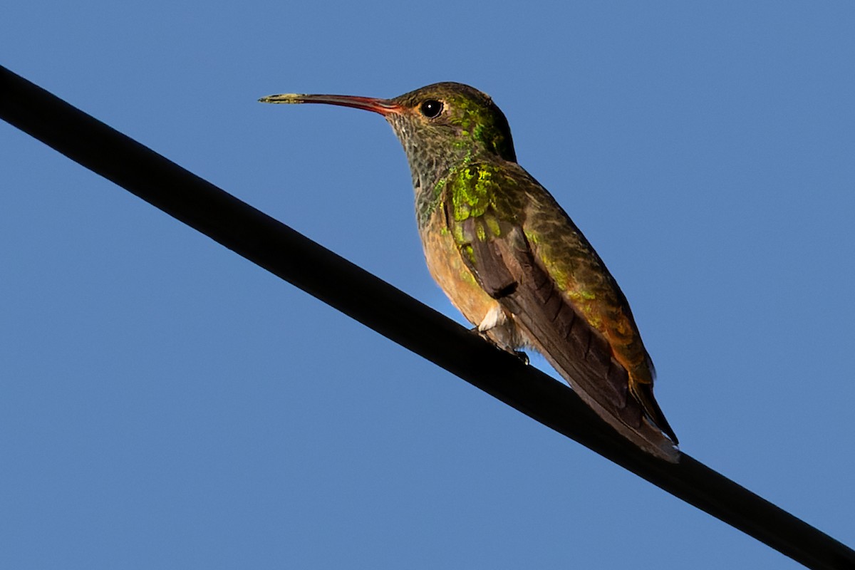 kolibřík yukatanský - ML612293252