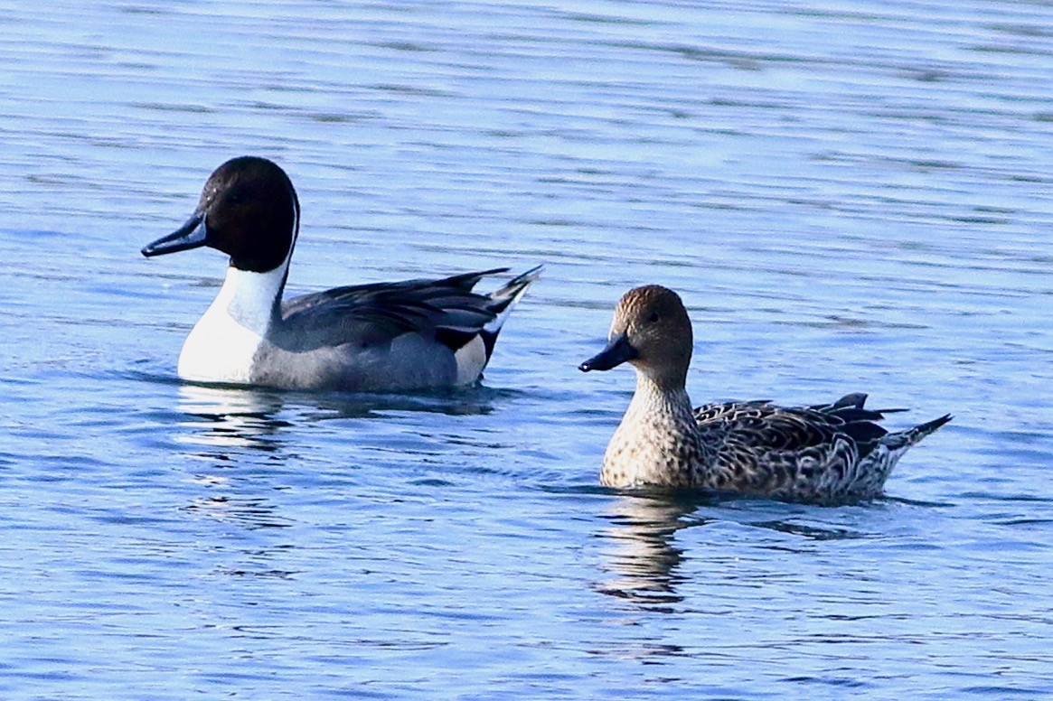 Northern Pintail - ML612293261