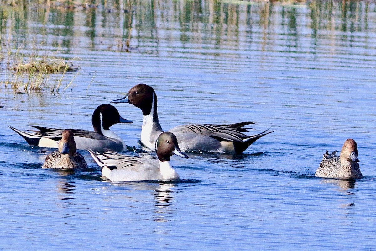 Northern Pintail - ML612293262