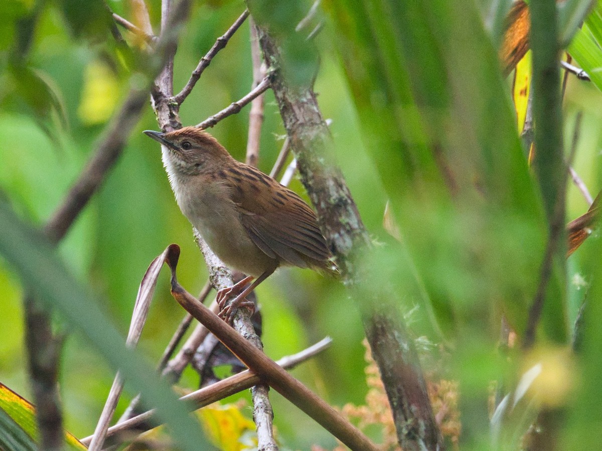 Papuan Grassbird - ML612293329