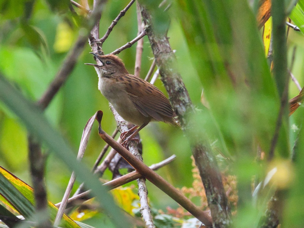 Papuan Grassbird - ML612293330