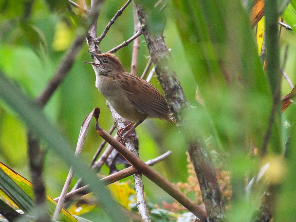 Yerbera Papú - ML612293330