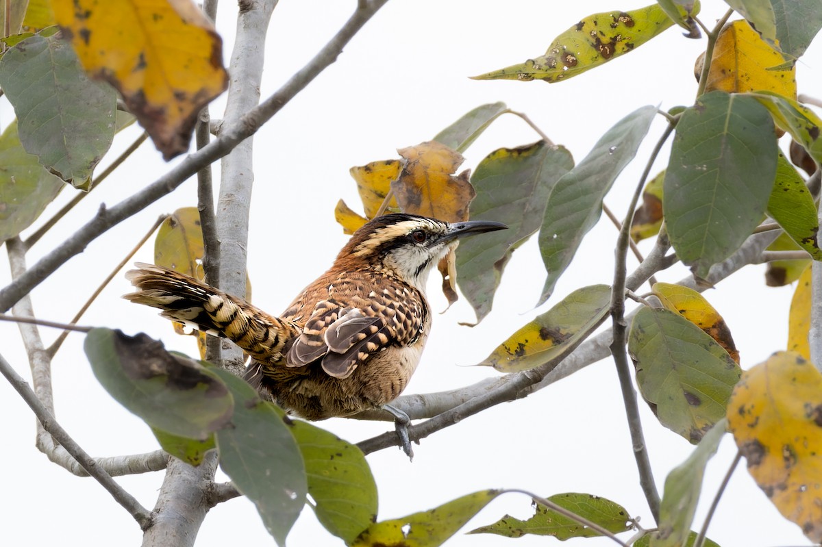 Rufous-naped Wren - ML612293340