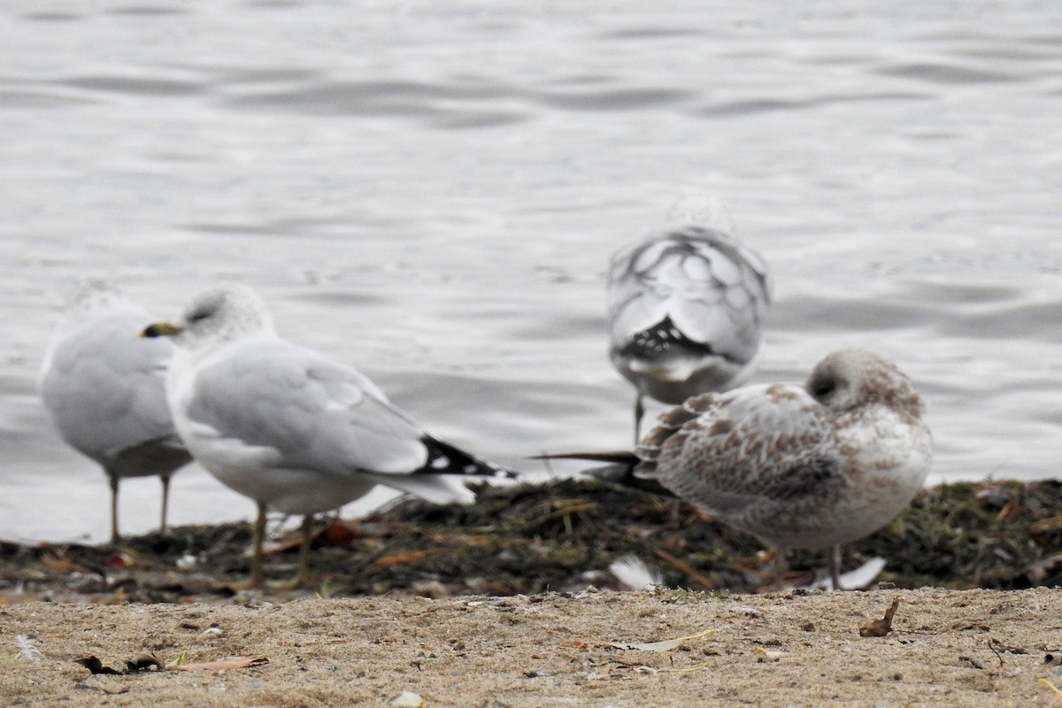 Ring-billed Gull - ML612293347