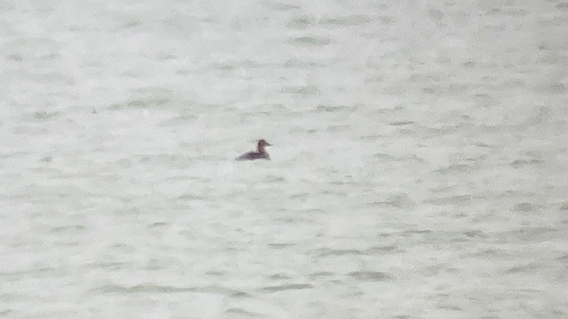 Common Eider - ML612293375