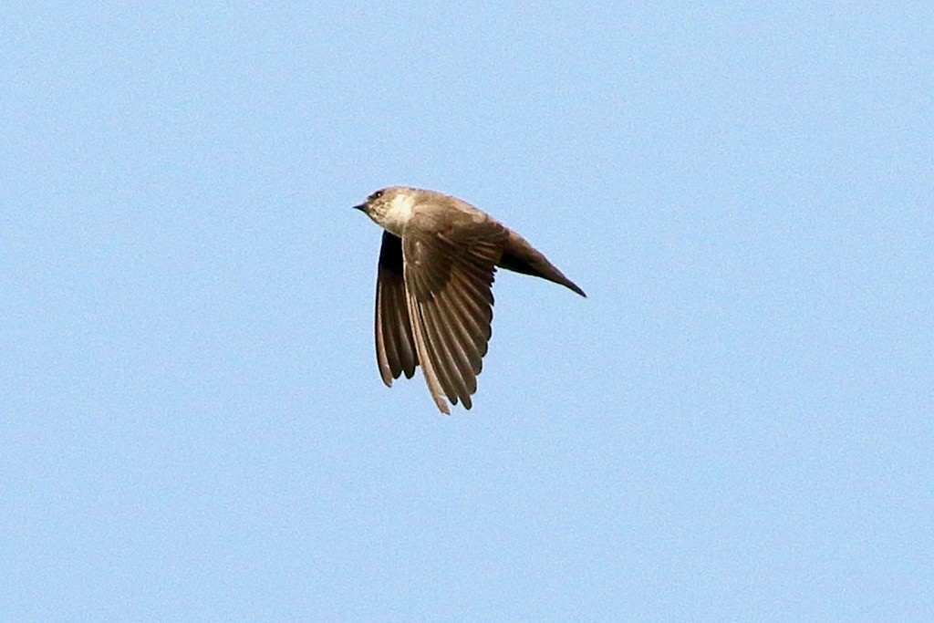 Eurasian Crag-Martin - ML612293378