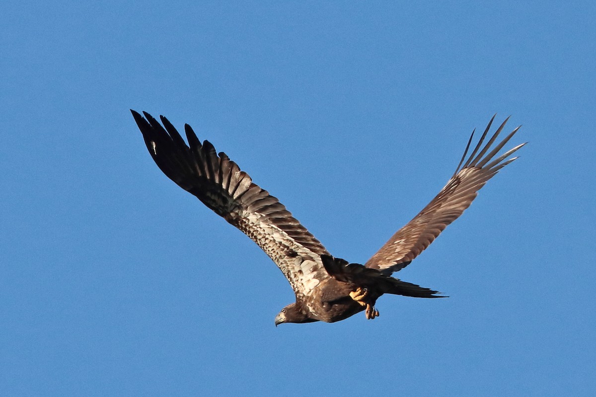 Bald Eagle - Jason Leifester