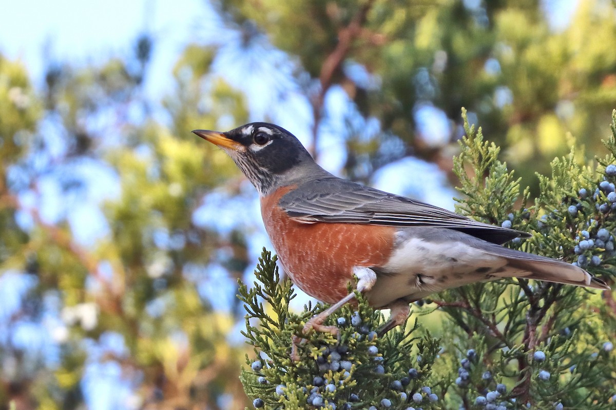 American Robin - Jason Leifester