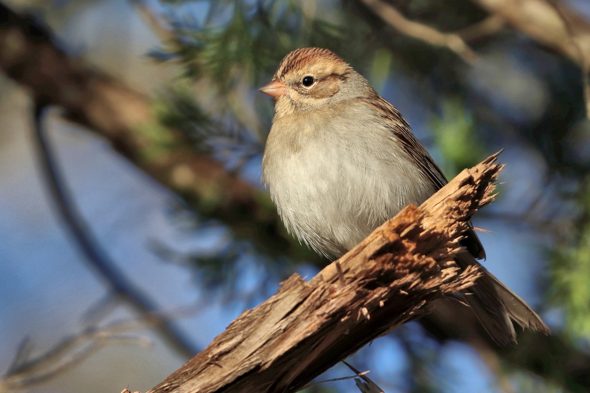 Chipping Sparrow - Jason Leifester