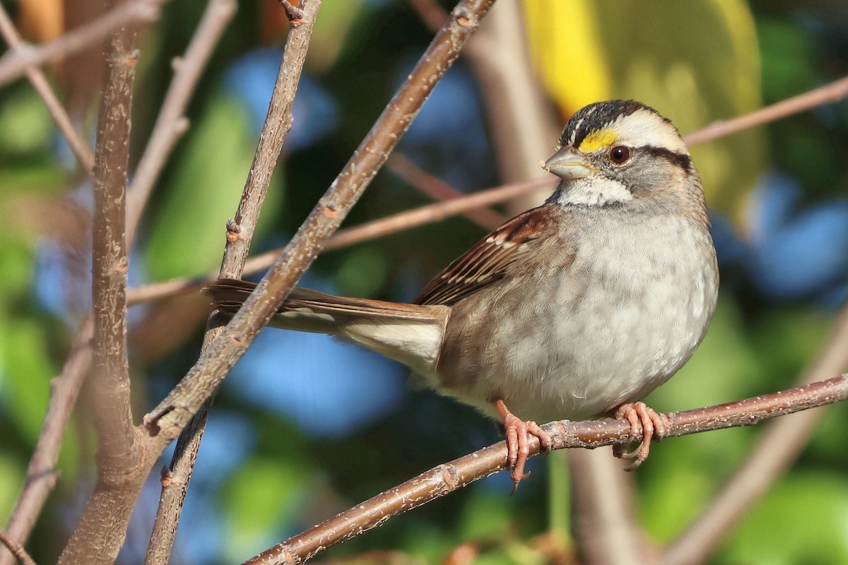 White-throated Sparrow - Jason Leifester