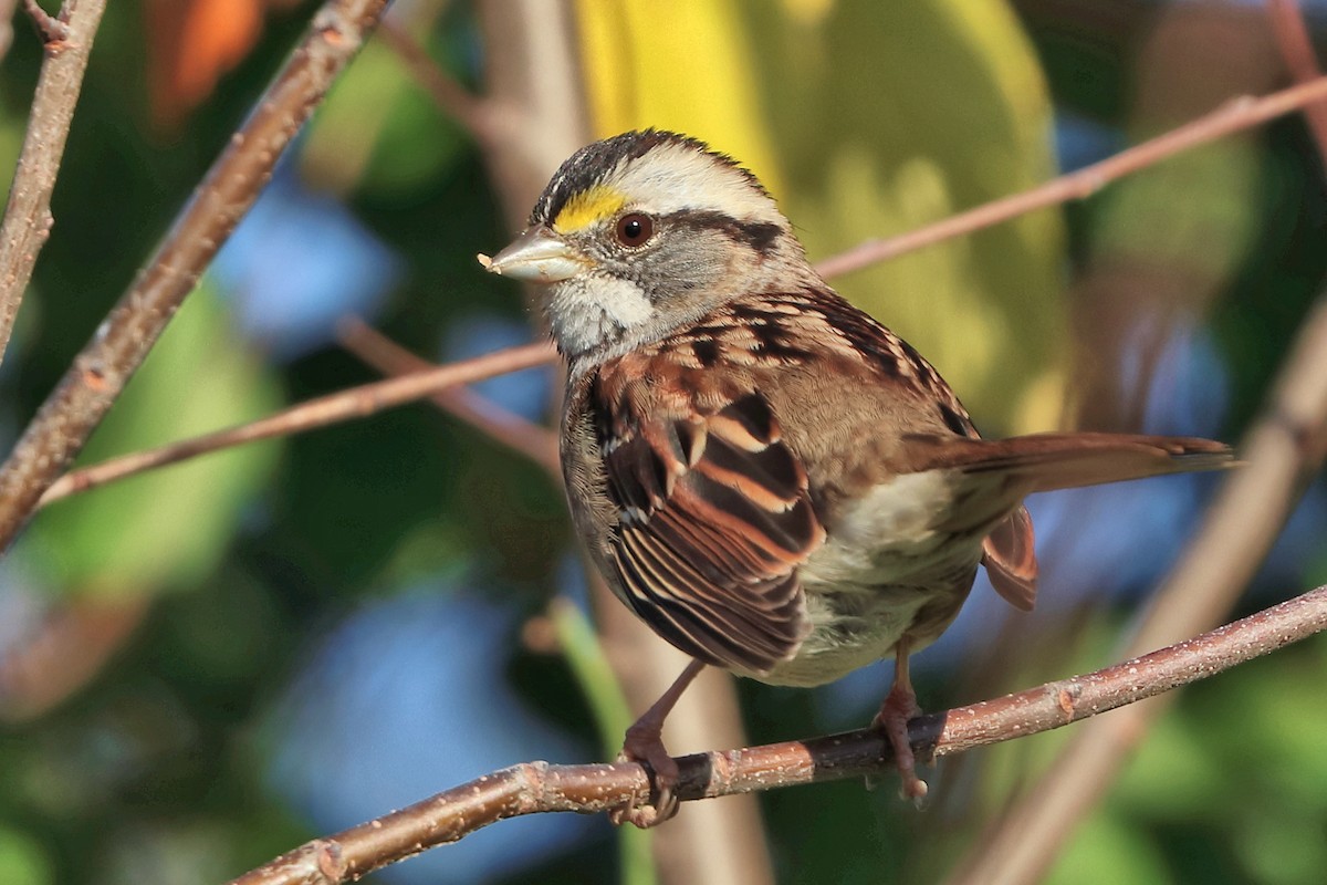 White-throated Sparrow - Jason Leifester