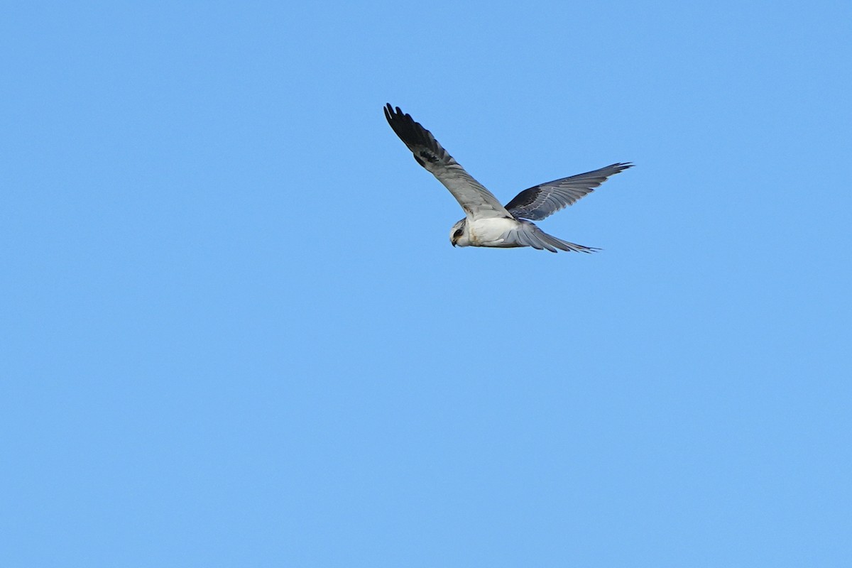White-tailed Kite - Nancy Elliot