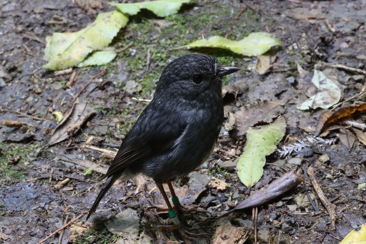 North Island Robin - Richard Jeffers