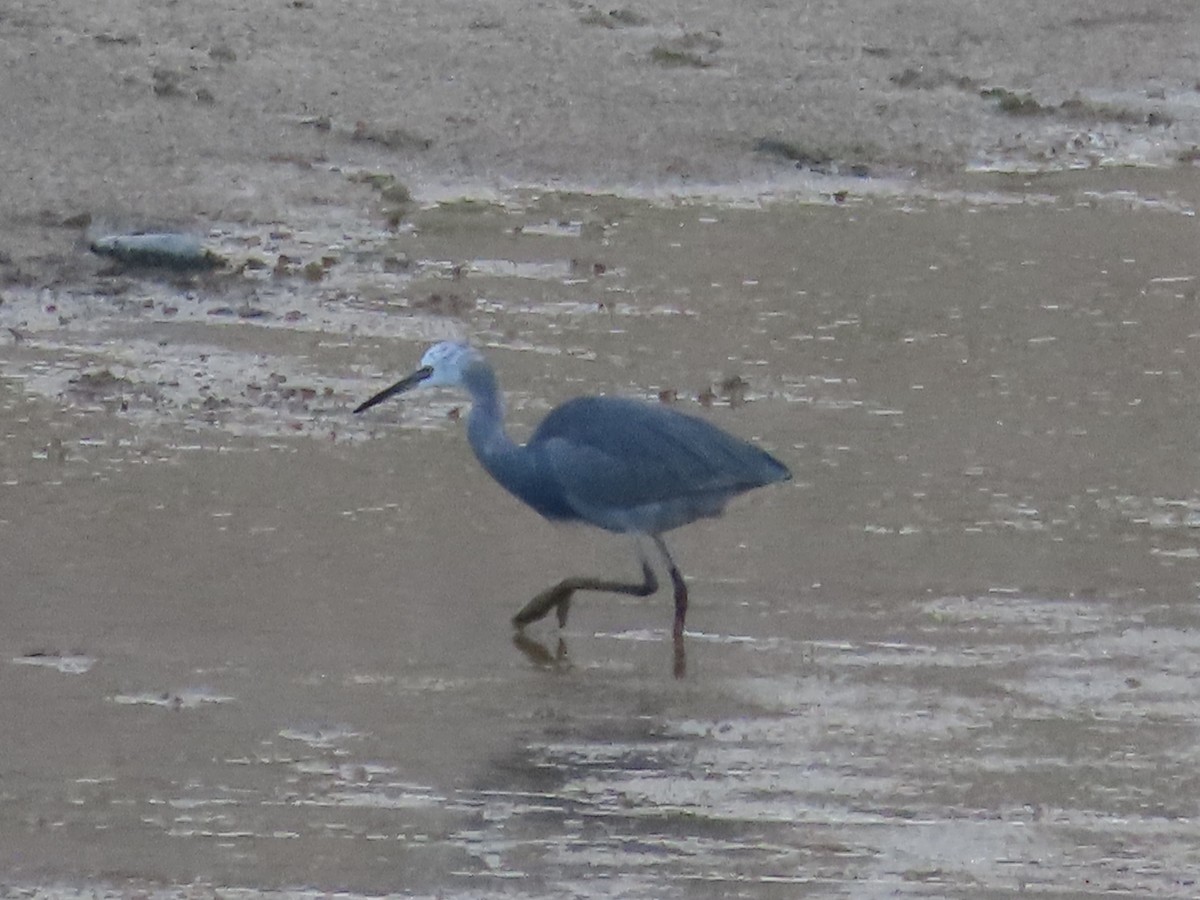 Little Egret - ML612293639