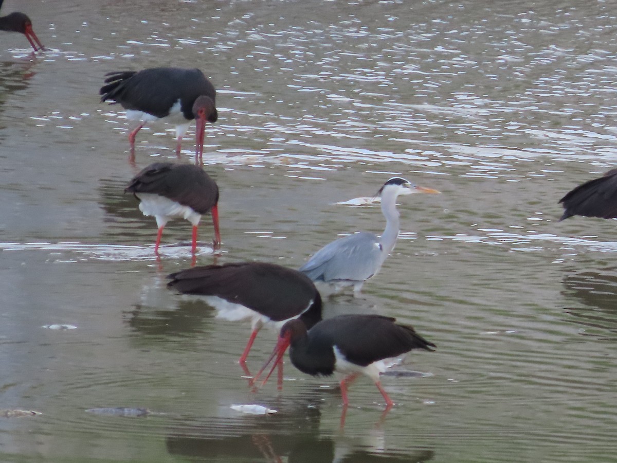 Black Stork - ML612293652