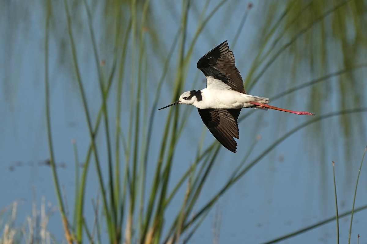 Black-necked Stilt - Nancy Elliot