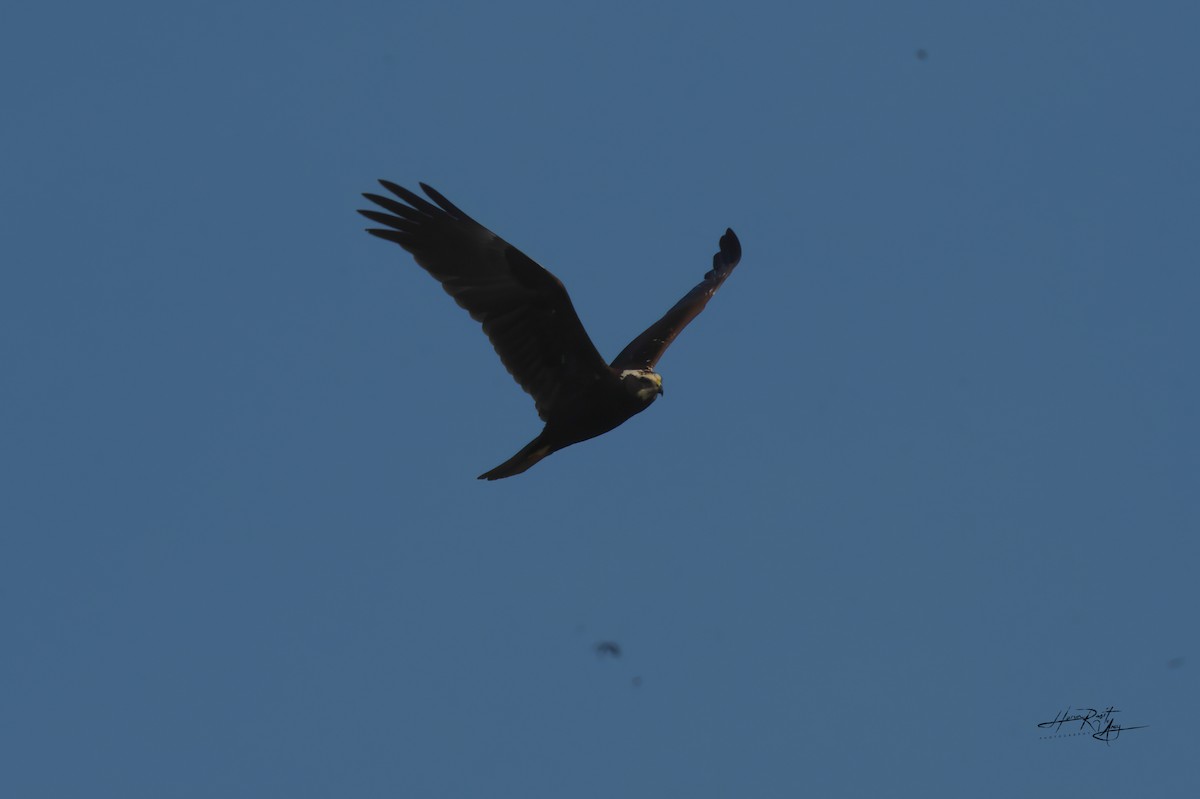 Western Marsh Harrier - ML612293754