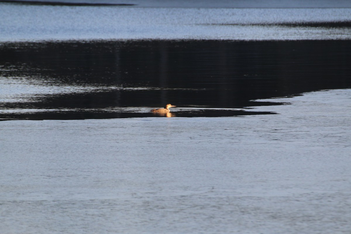 Common Loon - gary lee