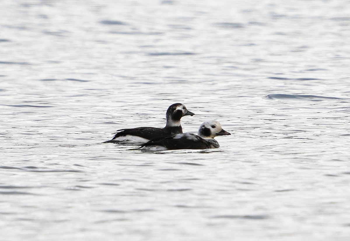 Long-tailed Duck - ML612293788