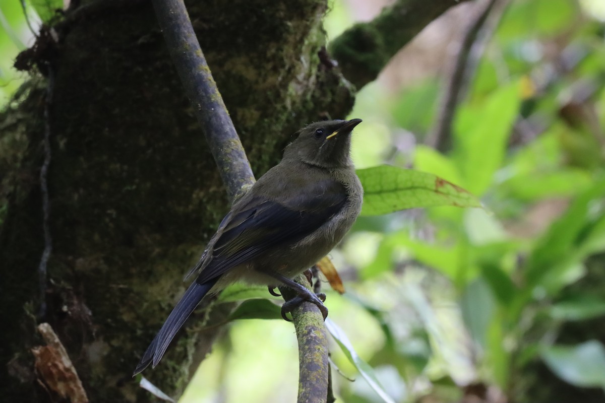 New Zealand Bellbird - Richard Jeffers