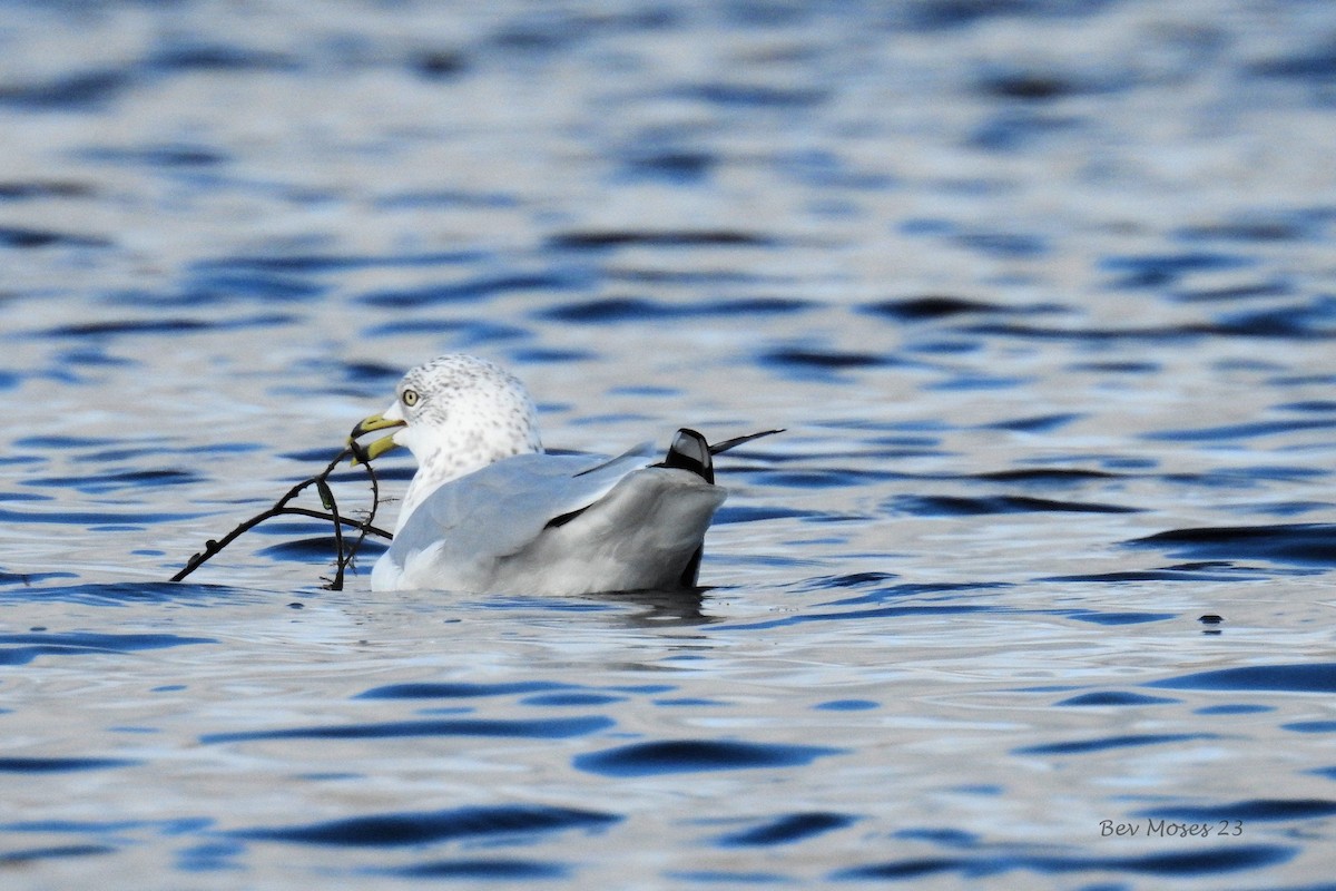 Ring-billed Gull - ML612293823