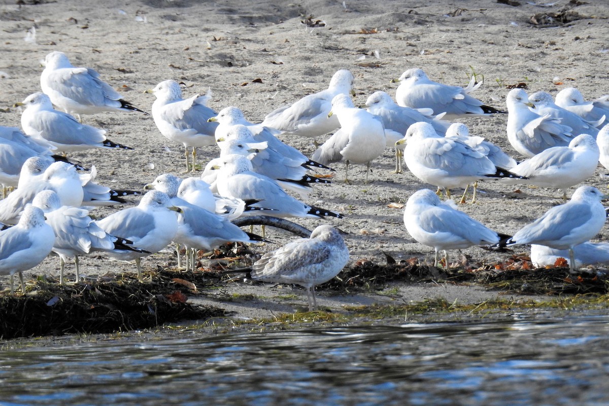 Ring-billed Gull - ML612293824