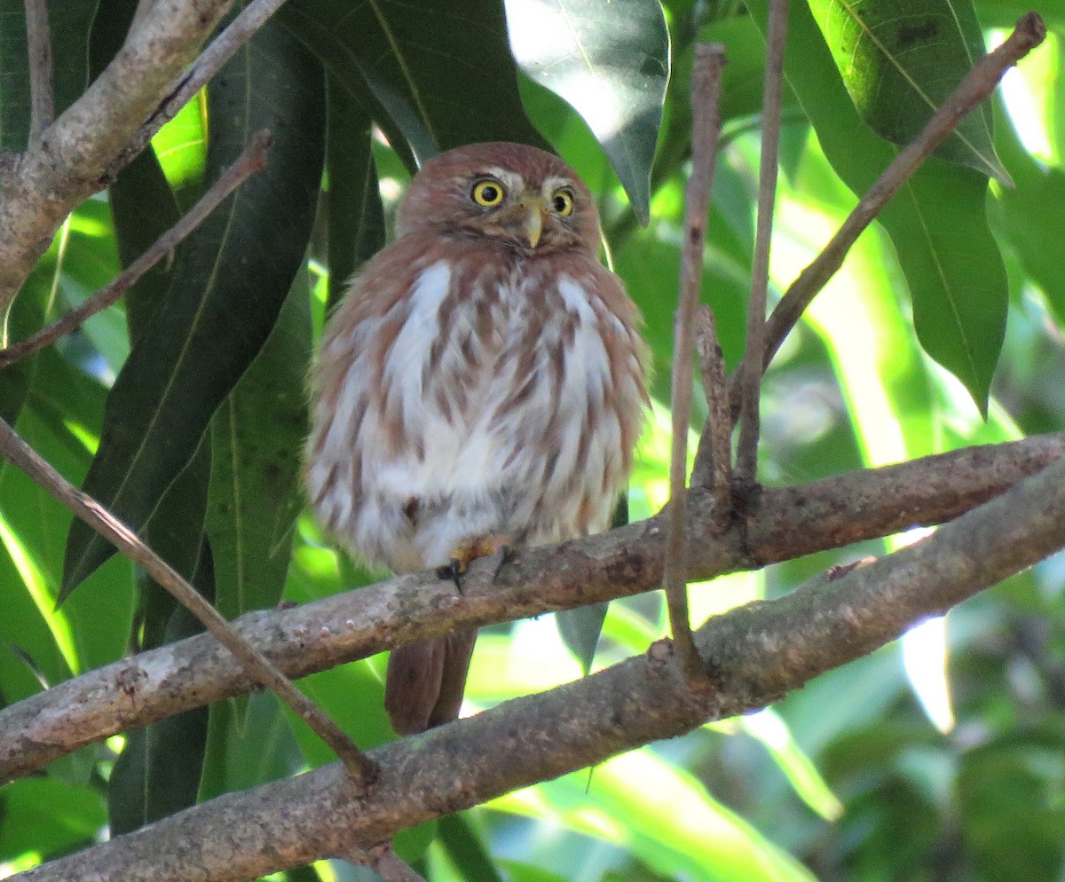 Ferruginous Pygmy-Owl - ML612293834