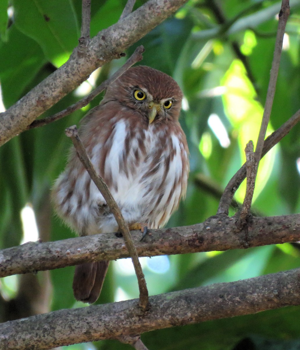 Ferruginous Pygmy-Owl - ML612293835