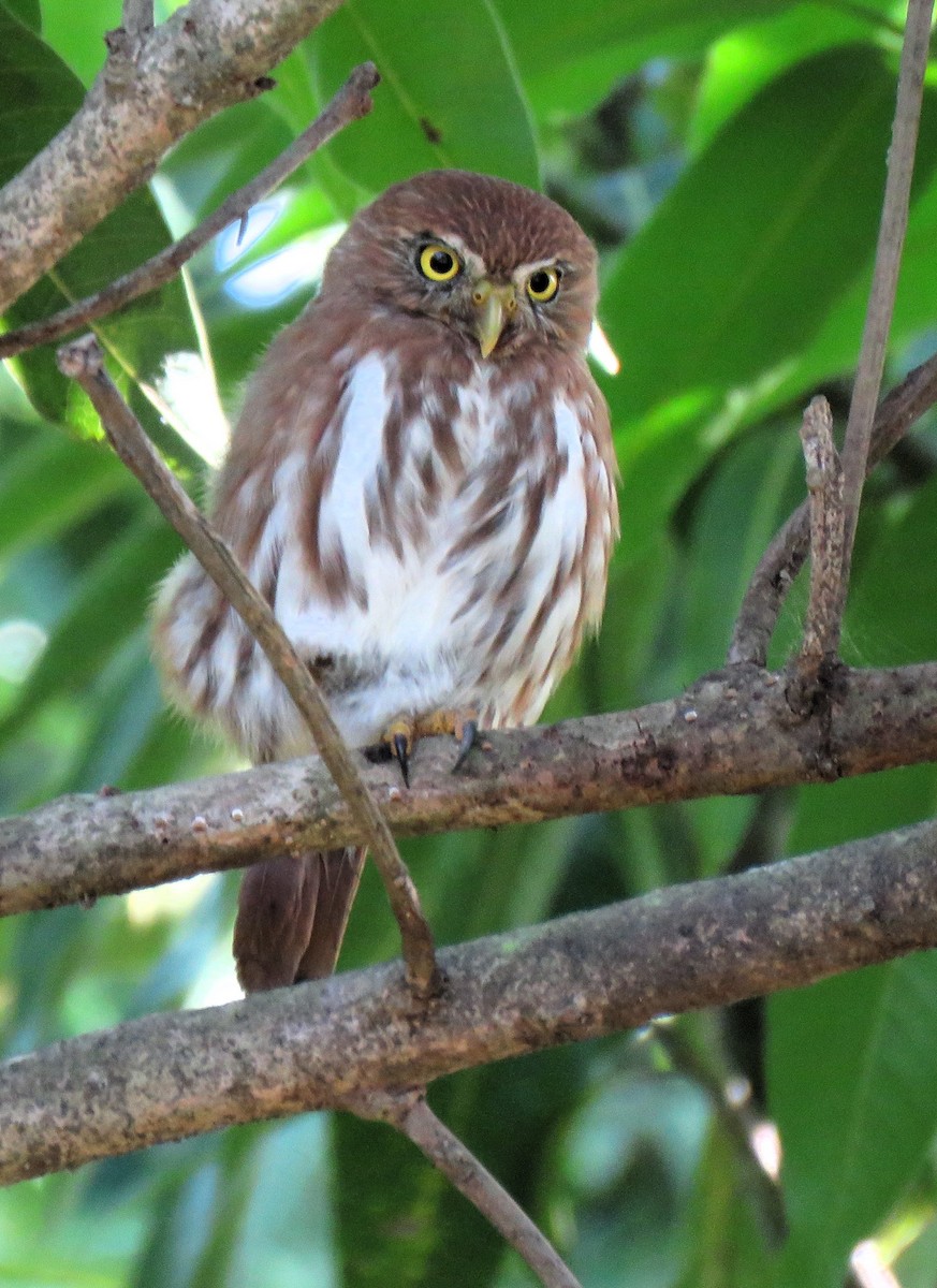 Ferruginous Pygmy-Owl - ML612293839