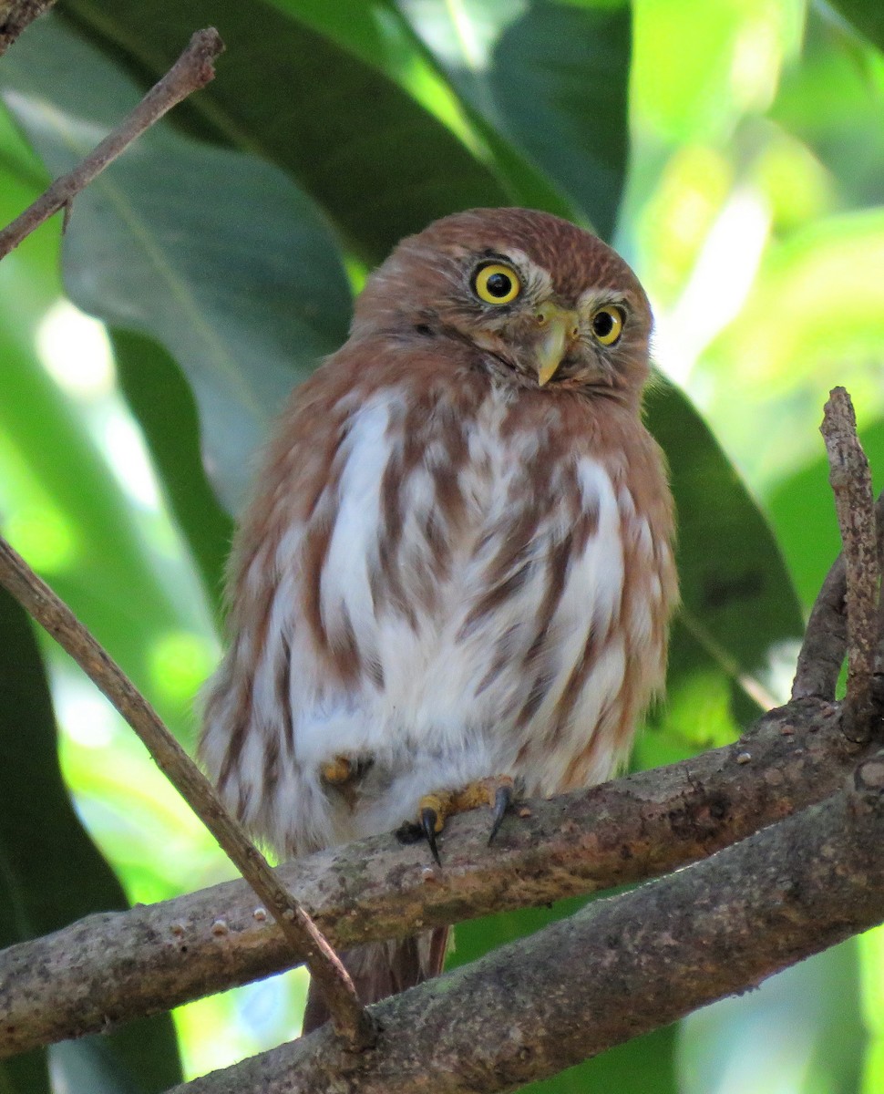 Ferruginous Pygmy-Owl - ML612293843