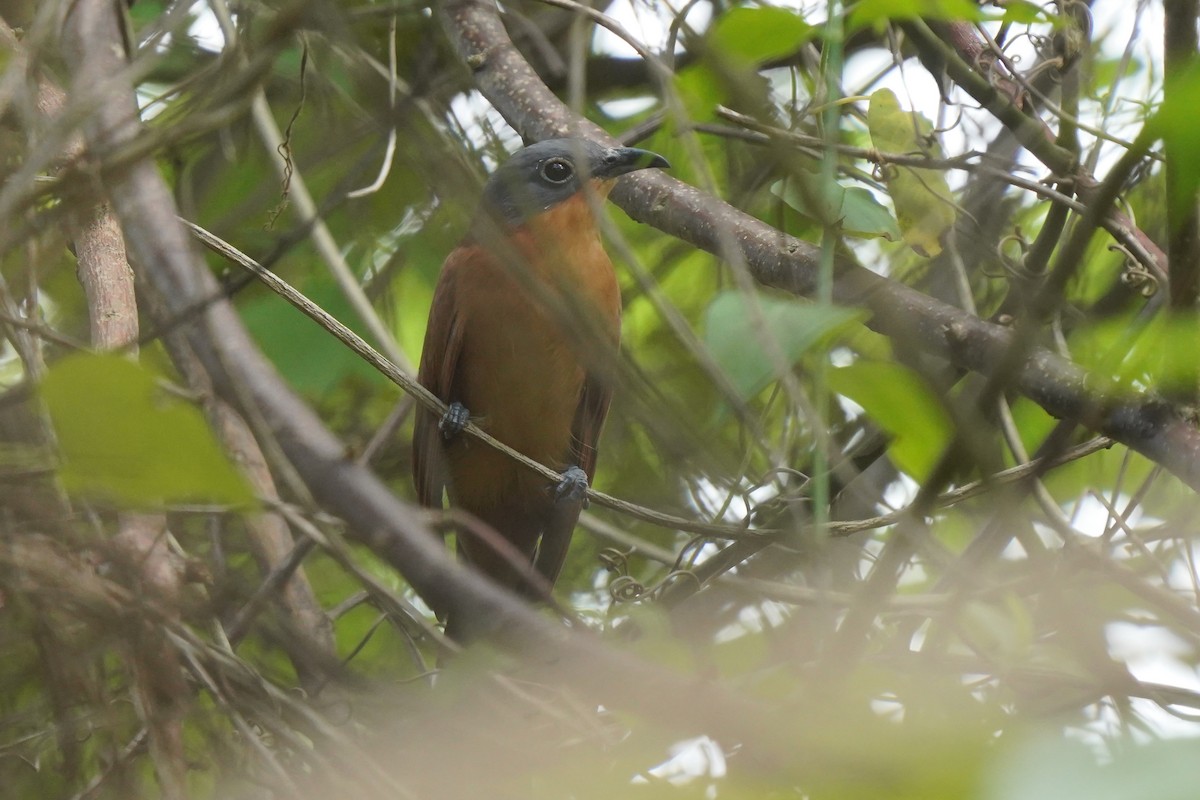 Gray-capped Cuckoo - ML612293862