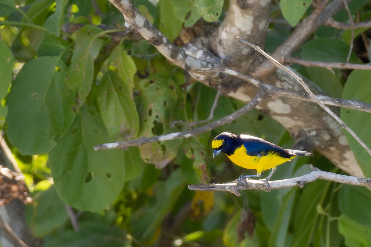 Yellow-throated Euphonia - Stephane Demers