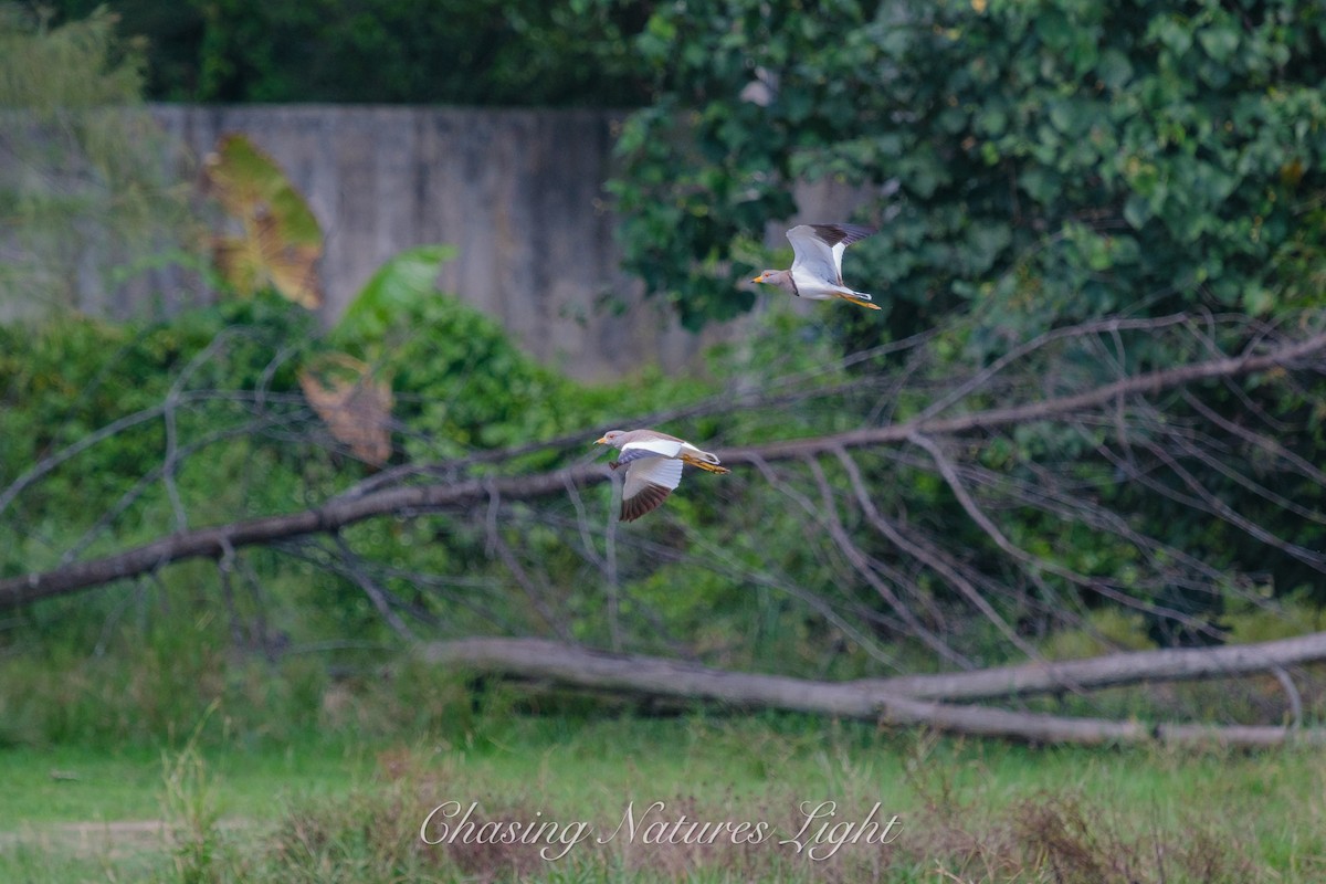 Gray-headed Lapwing - ML612293977