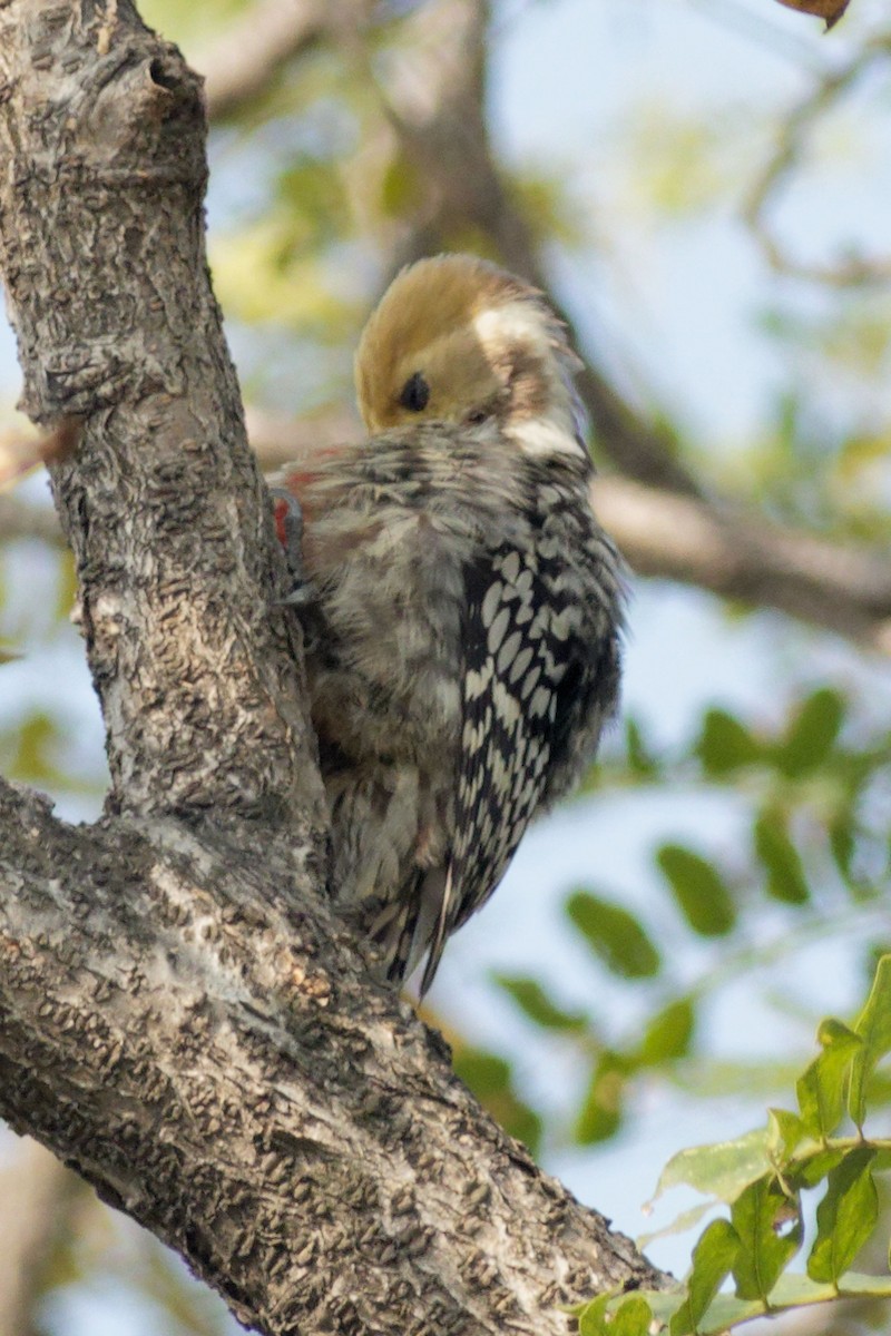 Yellow-crowned Woodpecker - Able Lawrence