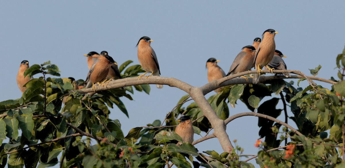 Brahminy Starling - ML612294001