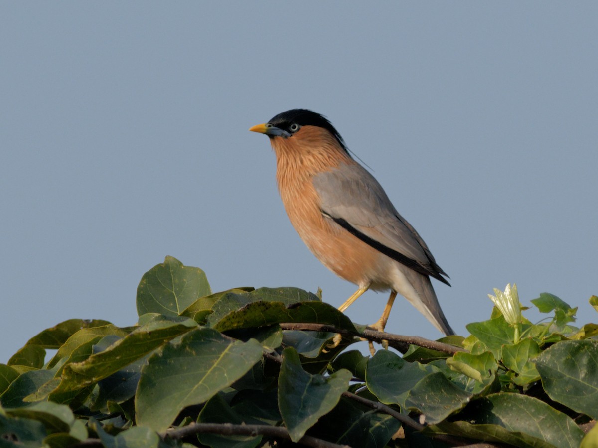 Brahminy Starling - Able Lawrence