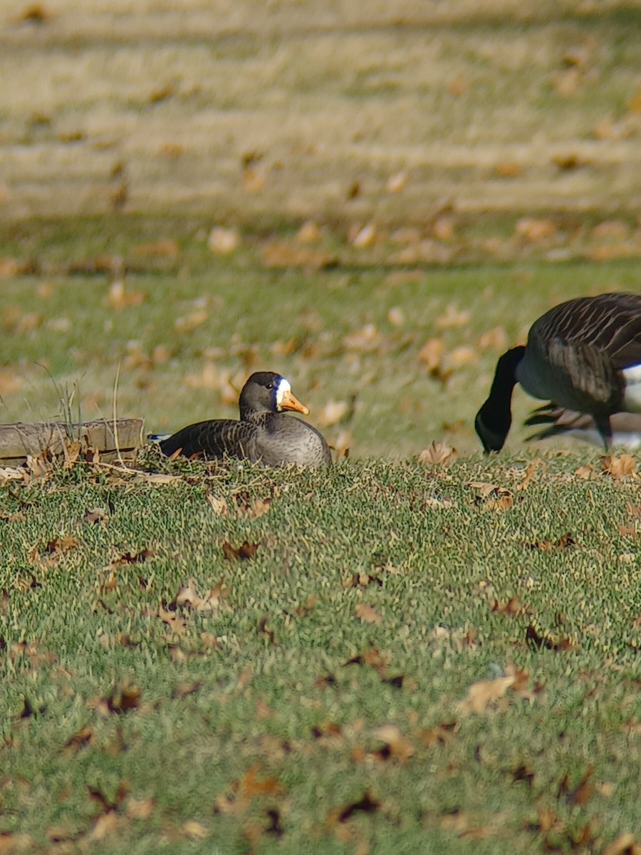 Greater White-fronted Goose - ML612294157