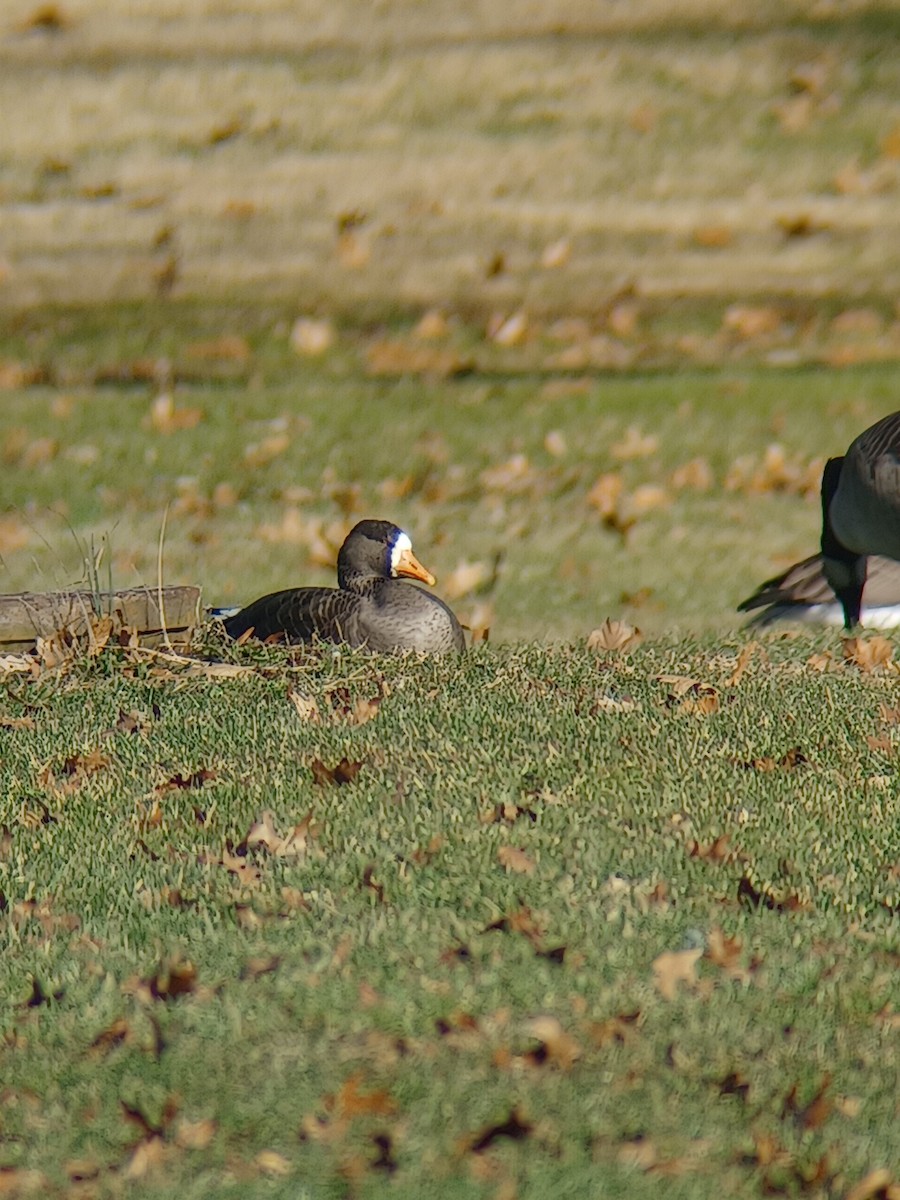 Greater White-fronted Goose - ML612294158