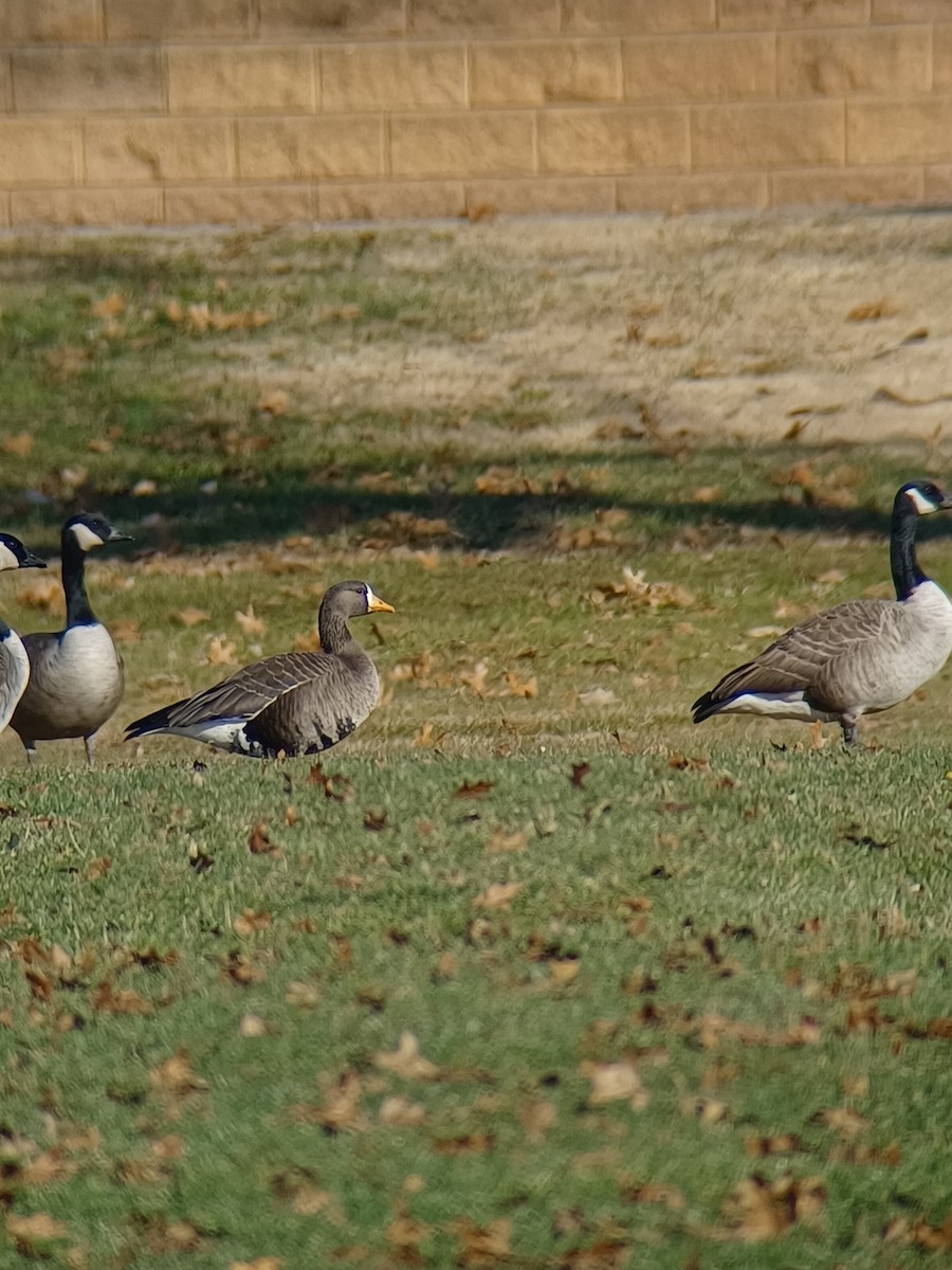 Greater White-fronted Goose - ML612294159