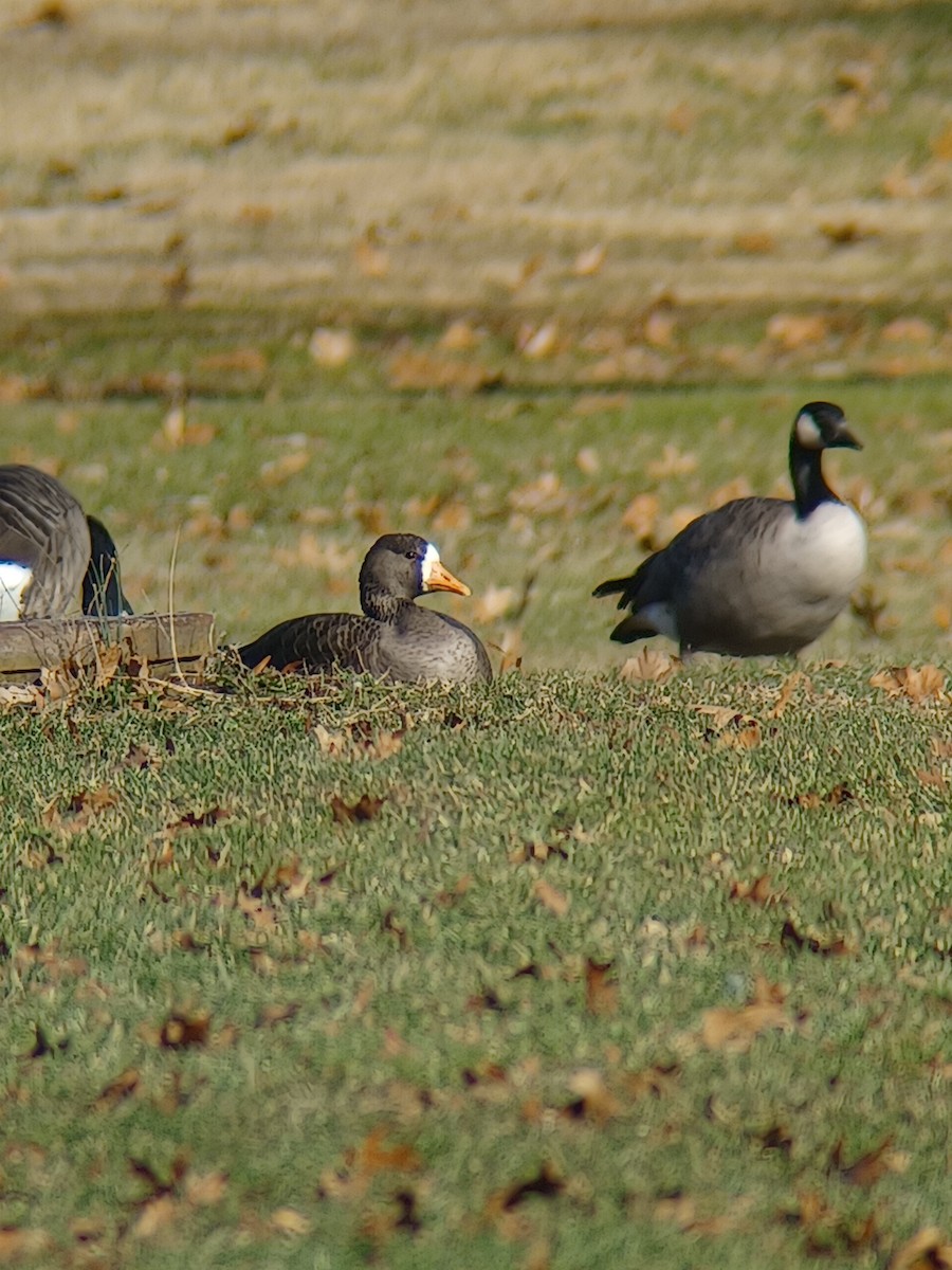 Greater White-fronted Goose - ML612294160