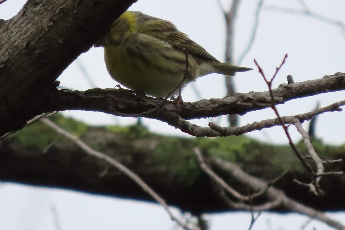 European Serin - ML612294177