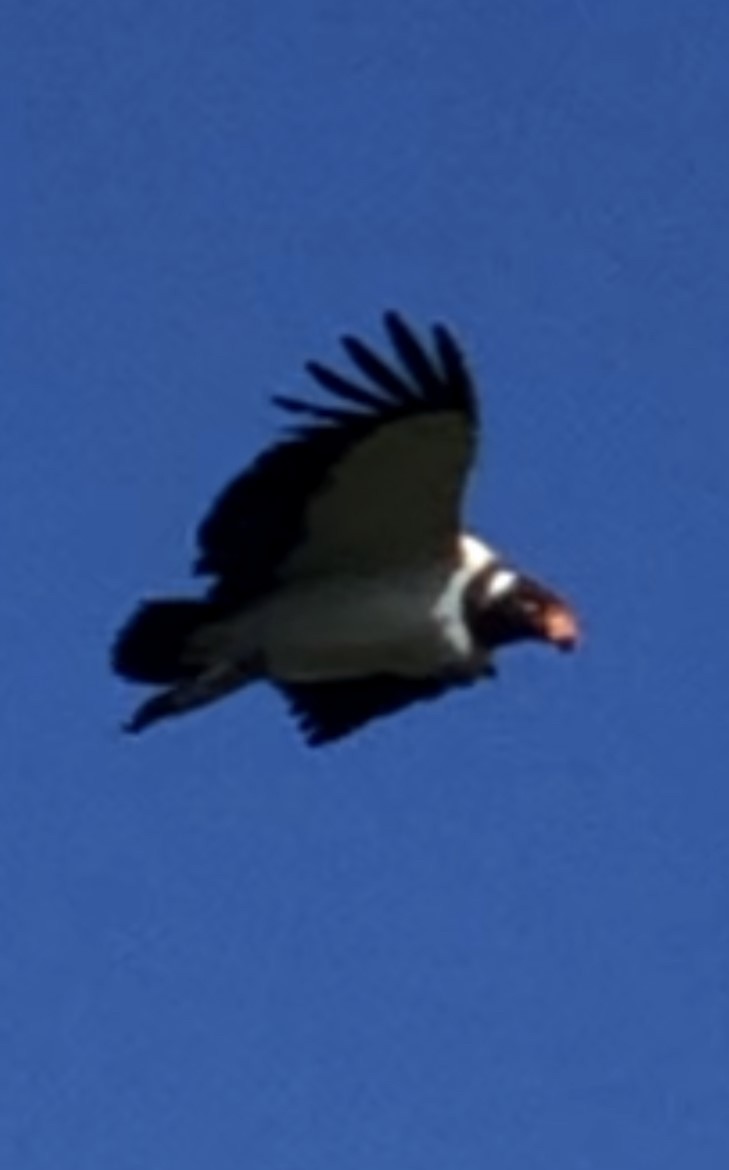King Vulture - ML612294184