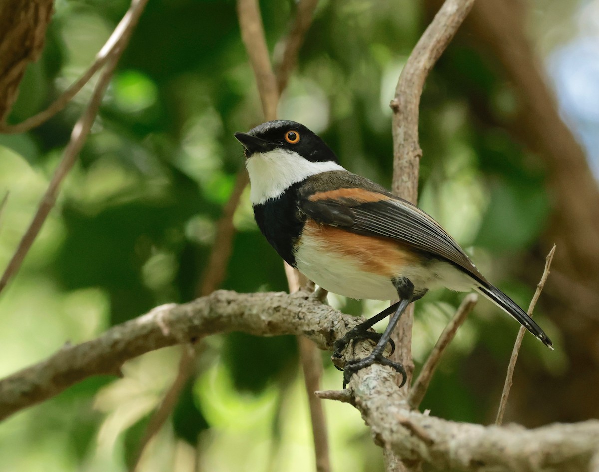 Cape Batis - ML612294195